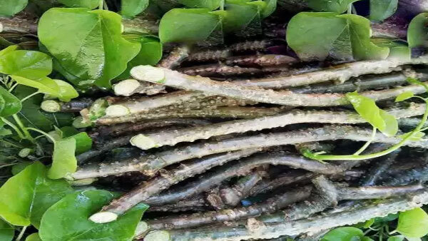 Amazing benefits of giloy