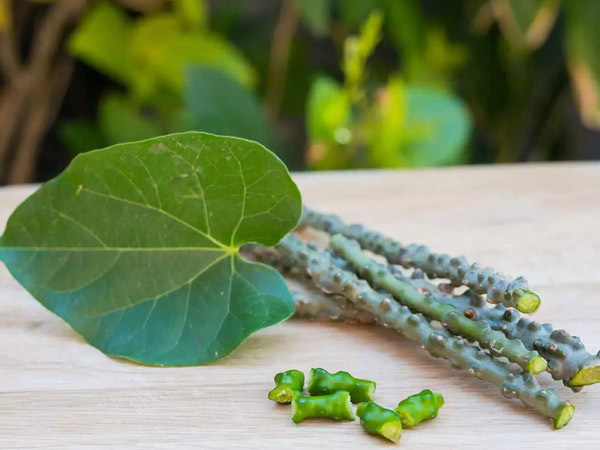 Amazing benefits of giloy
