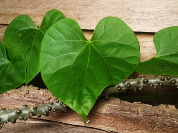 Amazing benefits of giloy