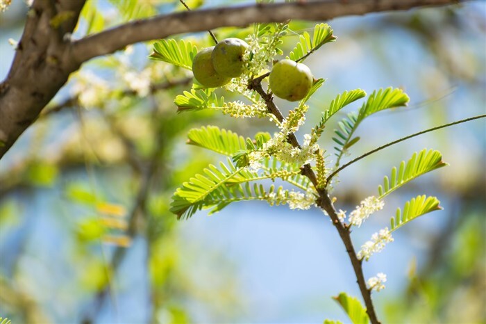 Amla Health Benefits