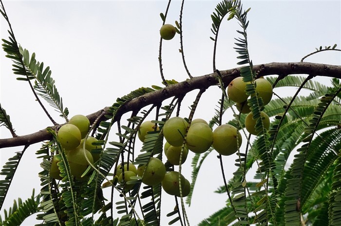 Amla Health Benefits
