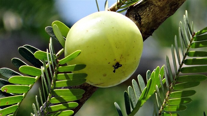 Amla Health Benefits