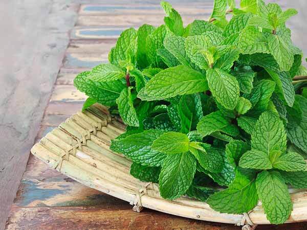 health benefits of mint leaves