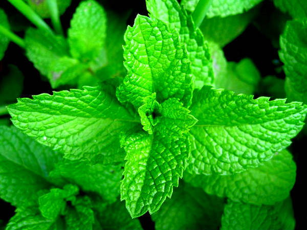 health benefits of mint leaves