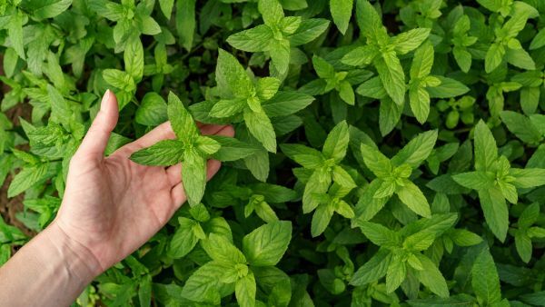 health benefits of mint leaves
