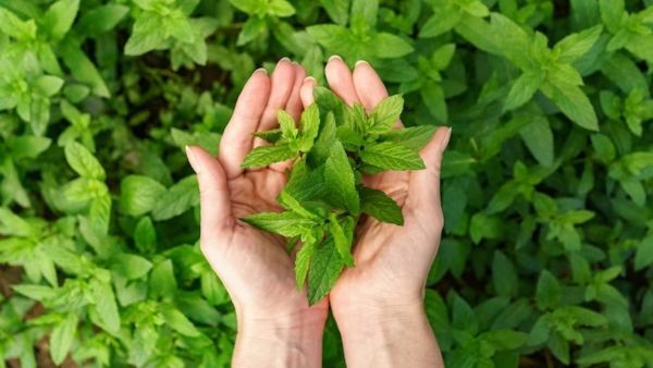health benefits of mint leaves