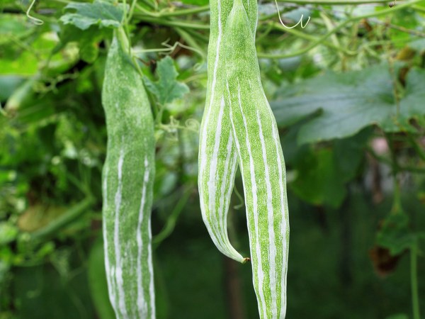 health benefits of Snake gourd