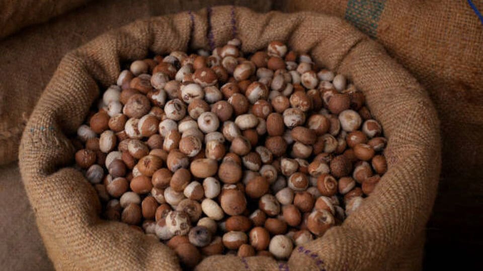areca nut health benefits