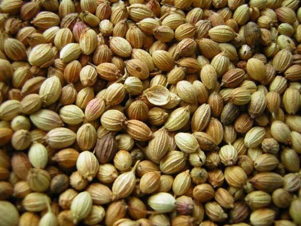 coriander improves the digestive system,