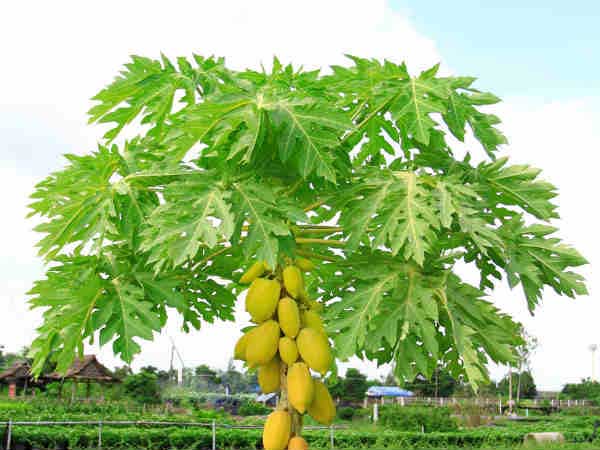 papaya
