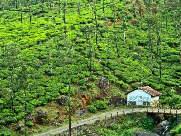 Hill Stations