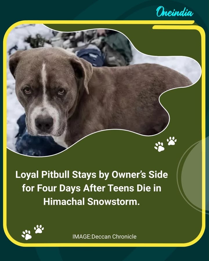 In a heart-wrenching incident from Himachal Pradesh’s Chamba district, a loyal pitbull was found standing guard over the bodies of two teenage boys who died in a heavy snowstorm after venturing into a high-altitude area to film social media reels. Despite extreme cold and continuous snowfall, the dog refused to leave its owner’s side for four days, highlighting the deep and unbreakable bond between humans and their pets.