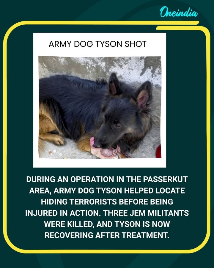 Army Dog Tyson Injured After Pinpointing Terrorists in J&K Operation; 3 JeM Militants Killed