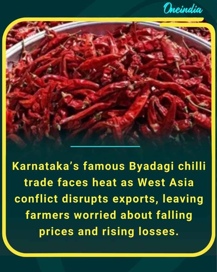 Byadagi chilli trade hit by global tensions, farmers feel the pinch.