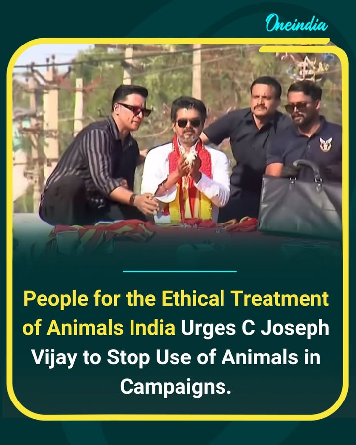 People for the Ethical Treatment of Animals India has written to actor-politician C Joseph Vijay, urging him to stop using animals in election campaigns after videos showed doves allegedly painted and released at TVK events. The organisation cited Election Commission guidelines and animal protection laws, warning that such practices can harm birds and may violate the Prevention of Cruelty to Animals Act, 1960.