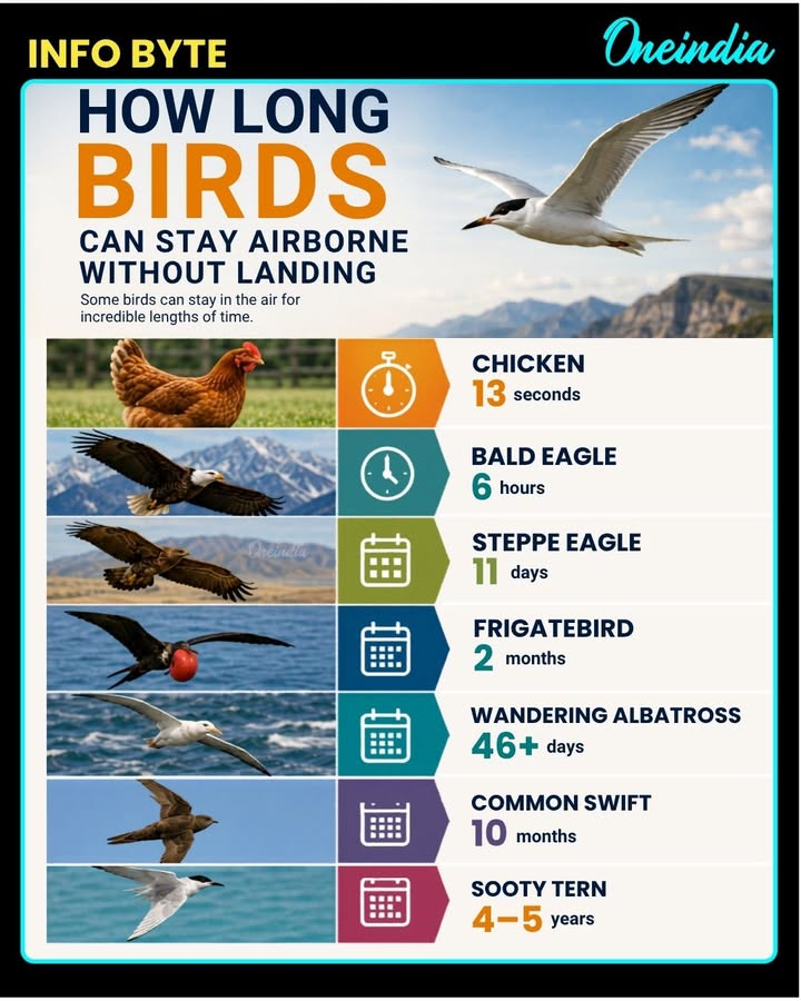🕊️ How long can birds stay airborne without landing?