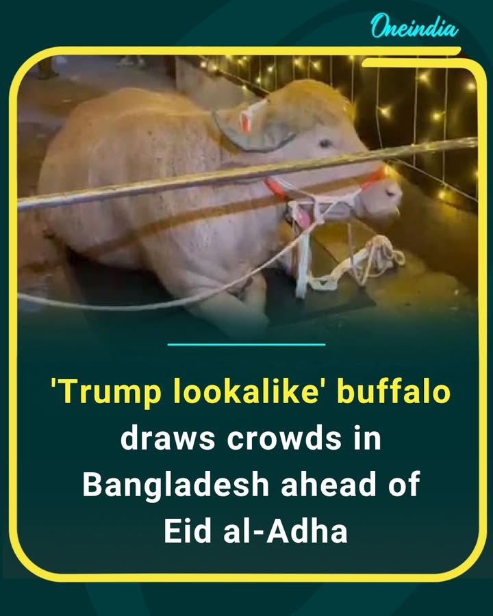 A buffalo with an uncanny resemblance to Donald Trump is turning heads in Bangladesh ahead of Eid al-Adha, with curious crowds gathering just to catch a glimpse of the viral animal.