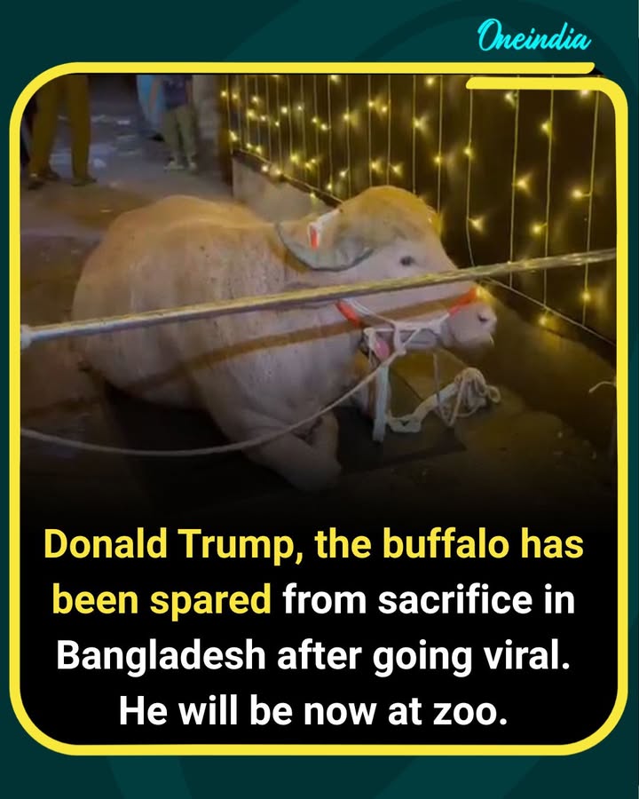 Viral Buffalo “Donald Trump” Saved From Sacrifice in Bangladesh