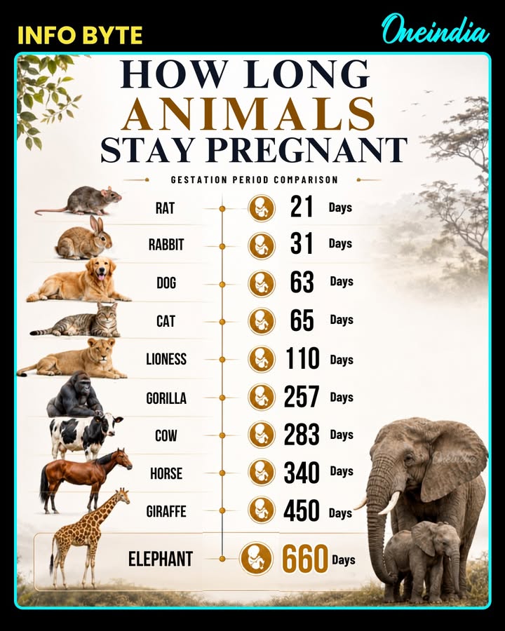 How Long Do Animals Stay Pregnant? The Answers May Surprise You