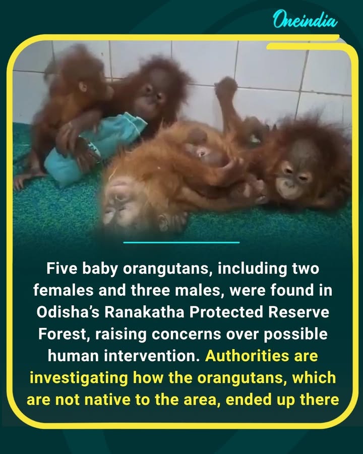 Five baby orangutans found in a protected forest in Balasore, Odisha, have left authorities puzzled. With the species not native to the region, officials are investigating whether human intervention or possible smuggling was involved.