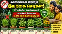 Outdoor Plants: லிக்விடேட்டரை தூக்கி போடுங்கள்! வீட்டிற்குள் கொசு வராமல் தடுக்கும் வைங்க!