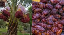 Arabian Dates: கிருஷ்ணகிரியில் விளையும் அரேபியன் டேட்ஸ்! ஒரு கிலோ ரூ 200! அசத்தும் விவசாயி ஈஸ்வரன்!