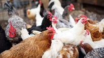 Chicken: சிக்கன் பிரியர்களே!தமிழகத்தில் நாளை முதல் கறிக்கோழி வணிகர்கள் அறிவித்த போராட்டம் வாபஸ்!