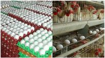 முட்டைக்கு வந்த பெரும் வாழ்வு.. நாமக்கல்லுக்கு அடித்த பெரிய ஜாக்பாட்.. வரலாற்றில் இல்லாத மாற்றம் 