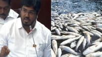 “எண்ணூர் கொசஸ்தலை ஆற்றில் மீன்கள் செத்து மிதக்க தொழிற்சாலை கழிவு காரணம் அல்ல