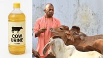 லிட்டருக்கு 10 ரூபாய்.. பசு கோமியம் வாங்கும் உத்தர பிரதேச பாஜக அரசு.. எதுக்குனு பாருங்க!