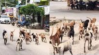 தேனி வருசநாட்டில் கூட்டம் கூட்டமாக நாய்கள்.. பீதியில் மக்கள்..‌அதிகாரி தந்த உறுதி