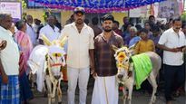 பஞ்சத்தால் பஞ்சரான வேலூர்! பஞ்சகல்யாணத்துக்கும் கல்யாணிக்கும் கல்யாணம்! ஊர்மெச்ச மொய்யுடன் விருந்து!