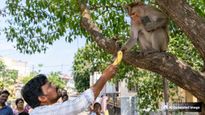 பொன்னேரியில் செல்போனை பறித்து சென்ற குரங்கு.. சூப்பர் ஐடியா உடன் போனவருக்கு ட்விஸ்ட்