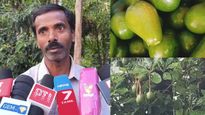 Avocado: கொடைக்கானலில் அவோகேடோ சாகுபடி! 5 வருஷத்தில் பழம்! பிரதமரே பாராட்டிய விவசாயி சந்திரசேகர்
