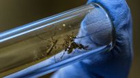 No rain How Dengue?: மழையே இல்லையே! தமிழகத்தில் டெங்கு காய்ச்சல் எப்படி பரவுது?