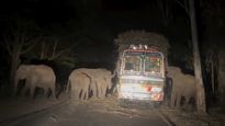 ஈரோடு ஆசனூரில் யானைகளுக்கு. அதிர்ஷ்ட விருந்து.. இரவோடு இரவாகக் கரும்பு காலி