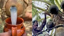 கள் இறக்க அரசுக்கு பரிந்துரை செய்துள்ள நீதிபதி ஆணைய அறிக்கை.. நயினார் நாகேந்திரன் வரவேற்பு!