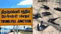 Crows: நெல்லையில் சுருண்டு விழுந்து செத்து மடியும் காகங்கள்! என்ன காரணம்?