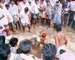 Cock Fight