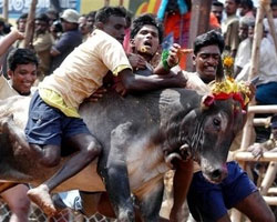 Jallikattu