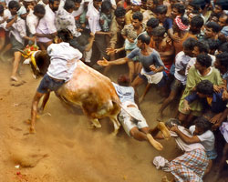 Jallikattu