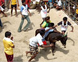 Jallikattu