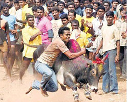 Jalikattu