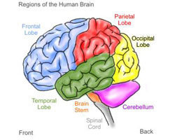 Brain