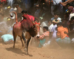 Jallikattu