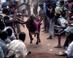 Jallikattu