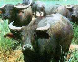Buffaloes 