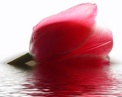 Tulip
