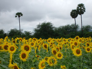 Sun Flower