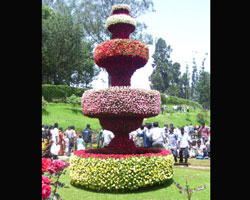 Ooty Roses